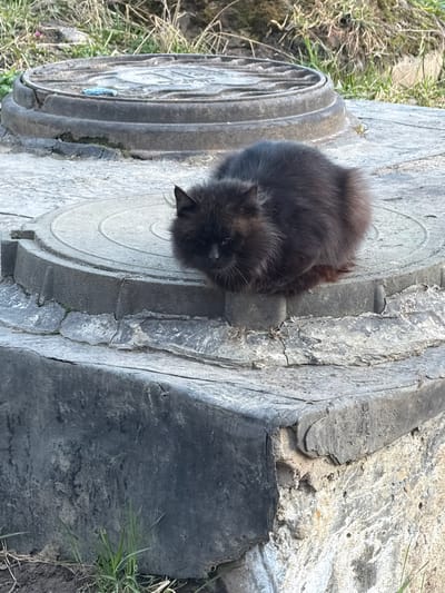 A black cat is resting on a circular concrete structure, possibly a manhole cover, located in an outdoor environment. The structure exhibits concentric ring patterns and is weathered. To the left, another similar structure is partially visible. To the right of the cat, a darker, more amorphous material is present, possibly a section of another structure or debris. Patches of grass and sparse vegetation are seen along the edges of the scene, suggesting an outdoor or roadside setting. The location is Lavriki, Russia, based on the prompt.