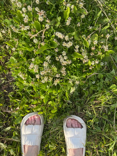 Two bare feet in white sliders stand on a patch of white clover and grass. The camera is positioned directly overhead, looking down at the feet and the surrounding flora. The clover is in bloom with small white flowers and green leaves. The grass is tall and appears to be dry in places, with some longer blades casting shadows. The ground beneath the plants is not visible. The lighting suggests it is daytime, likely late afternoon or early morning due to the long shadows and warm tones. The scene is outdoors and appears to be in a natural setting, possibly a field or park. There are no other individuals or objects visible in the frame besides the feet, sliders, clover, and grass. There is no indication of the location being in Il'inka, Russia.