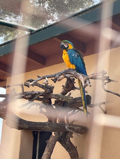 A blue-and-yellow macaw (Ara ararauna) is positioned prominently, resting on an intricate, gnarled structure of bare wooden branches. The bird displays vibrant blue plumage on its back and wings, contrasting with its bright yellow underside. Its eyes appear partially closed, and a black beak is visible. The background consists of a light beige stucco wall. Above the wall, a dark green beam supports a mesh or wire netting ceiling, through which blurred green foliage and bright sky are visible. Vertical and horizontal light streaks and blurs are present across the foreground, indicating observation through a reflective or partially obscured transparent barrier. This scene depicts an animal enclosure, likely an aviary, within a facility such as Rancho Grande Park Mallorca in Sant Llorenç des Cardassar, Spain. No other subjects or actions are visible.