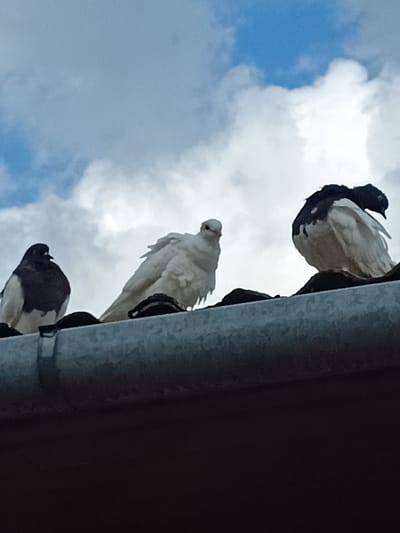 Three pigeons are perched on a gray gutter under a cloudy blue sky. From left to right, the first pigeon is dark gray with a white breast and belly. The second pigeon is entirely white. The third pigeon is white with dark gray markings on its back and head. The pigeons appear to be in an urban setting, likely on a rooftop, given the gutter. The image was taken in Ciechanowiec, Poland.