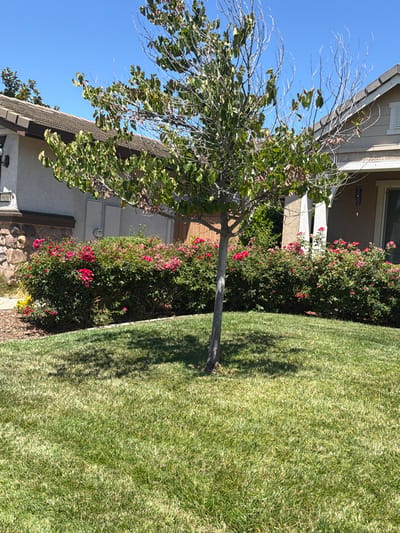 The image depicts a residential front yard in Elk Grove, California, on a clear, sunny day. A medium-sized tree with sparse green leaves and dry branches stands in the foreground, casting a shadow on a well-maintained green lawn. Behind the tree, a dense hedge of rose bushes, adorned with numerous vibrant red and pink blooms, stretches across the width of the frame. The hedge forms a colorful border in front of a light-colored stucco house with a brown tiled roof. Architectural details of the house are visible, including stone accents near the base, a porch with white columns, and the house number "9656" displayed on the exterior. The sky is a bright, cloudless blue, indicative of a summer day in the region. The scene conveys a sense of suburban tranquility.
