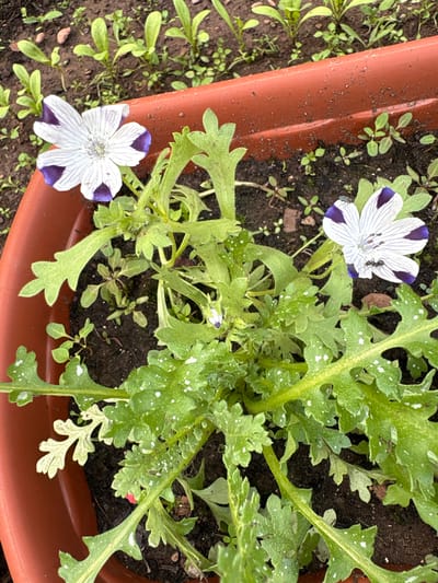A top-down, close-up, eye-level shot captures two delicate white flowers with purple markings, likely petunias, blooming in a terracotta pot filled with dark soil. One flower, positioned on the left, faces upward, revealing its intricate white petals streaked with thin purple lines radiating from the center. The second flower, to the right, is also white with purple accents, and a small black ant is visible on one of its petals. The plant's lush green foliage, characterized by deeply lobed leaves, exhibits a dusting of white spots, possibly powdery mildew or a residue. Surrounding the potted plant, young green seedlings sprout from the soil, indicating a garden setting. The background is blurred, suggesting an outdoor environment with more greenery and soil. The lighting is natural, casting subtle shadows and highlighting the textures of the leaves and petals. This image does not contain any elements to indicate a location in Bratsk, Russia.