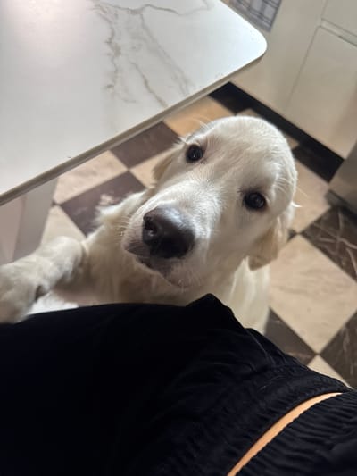 A close-up, eye-level shot shows a white dog with floppy ears and dark eyes looking directly at the camera. Its snout is prominent, and its body is partially visible, with one paw resting on a dark, textured surface that appears to be clothing. The dog is positioned in front of a checkered floor, with alternating dark and light square tiles. A white table with a marbled surface is visible in the upper left corner of the frame. The background suggests an indoor setting, possibly a kitchen or dining area. The image was captured in Ptichnoye, Russia.