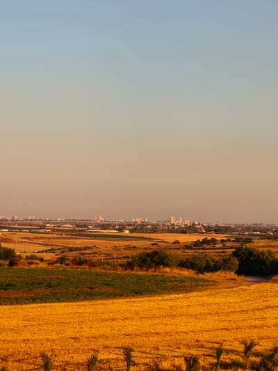 This image depicts a rural-agricultural landscape near Shaalvim, Israel, under golden hour lighting. The foreground is dominated by a field of golden-yellow stubble, likely post-harvest, with distinct rows visible. In the lower right, three small, dark green palm-like plants are present. To the left, a section of vibrant green crops contrasts with the golden field. The midground features additional fields of varying shades of brown and tan, interspersed with clumps of dark green trees and bushes. Visible within the midground are several pieces of old, dark-colored farm equipment, including structures with spoked wheels, along with utility poles and power lines. In the far distance, a prominent urban skyline with numerous white multi-story buildings and skyscrapers stretches across the horizon. The sky exhibits a clear, vertical gradient, transitioning from a light blue at the zenith to a warm, soft peach-orange hue closer to the horizon, indicative of low-angle sunlight. No people, animals, or specific actions are visible within the scene.