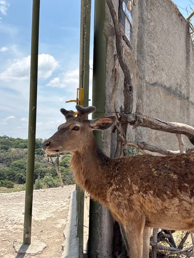 An outdoor image shows a young deer with developing antlers within an enclosure at El Oasis Valsequillo, Mexico. The deer, with brown fur, stands on the right side of the frame, looking calmly towards the left.
The background consists of a textured grey concrete wall and several dry, gnarled tree branches. Dark green metal bars run horizontally across the mid-ground and foreground, separating the viewer from the deer and the distant landscape. A small yellow object is attached to one of the upper metal bars near the deer's head.
In the upper left, a dark plaque or sign is visible, featuring a white circular element with a logo-like design and a patterned section that resembles a QR code. Specific text on the sign is illegible.
Beyond the enclosure, a bright blue sky with scattered white clouds dominates the upper left, above a valley covered in dense green trees. This indicates a clear, sunny daytime setting in a natural, hilly environment.