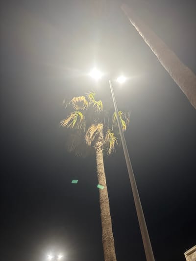 In Berrechid, Morocco, at night, a tall palm tree stands illuminated by bright streetlights. Another palm tree trunk is visible on the right side of the image, partially obscured by the darkness and light. A streetlamp pole runs vertically through the center of the frame, positioned between the two palm trees. The lighting creates a hazy effect, softening the details of the scene. The ground is not visible, and the focus is on the illuminated elements against the dark night sky.