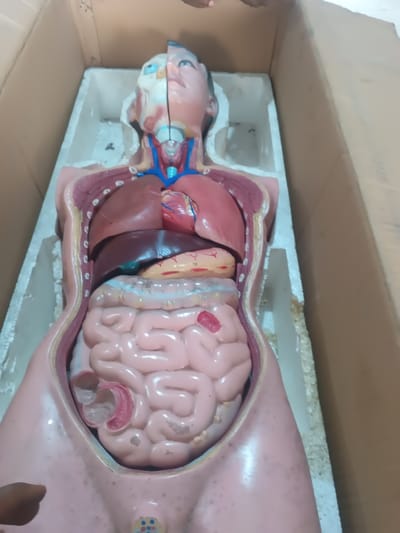 A human anatomical torso model, displaying internal organs, is positioned within a cardboard box lined with white styrofoam packaging material. The model, depicting an adult figure with light pinkish-brown skin tone, extends from the head to the upper thigh area. Its head is sagittally sectioned, exposing brain structure and an eye. The chest cavity reveals lungs, a heart, and major blood vessels. The abdominal cavity contains a liver, stomach, pancreas, small intestines, and portions of the large intestines. Two human hands, exhibiting a medium-dark skin tone, are partially visible; one in the upper left corner and another in the lower left corner, suggesting handling or placement of the model. The scene is located in Warri South, Nigeria.