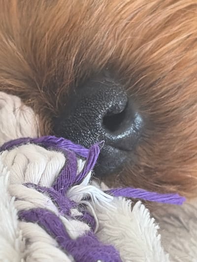 The close-up image shows the wet, black nose of a dog, likely a puppy, amidst its brown fur. The dog appears to be resting on a soft, fluffy surface, possibly a blanket or toy, which has a texture of intertwined white and purple threads. The purple threads are particularly noticeable, some appearing as thicker ropes, while others are thinner strands. The dog's fur is a warm, reddish-brown, and the lighting suggests it might be indoors or in a shaded area, as there are no harsh shadows. The focus is entirely on the dog's snout and the immediate surroundings, creating an intimate and perhaps peaceful scene. There is no text visible in the image, and the time of day, weather, or specific location within Agios Athanasios Municipality cannot be determined from the visual information alone. The overall impression is one of comfort and closeness, highlighting the detail and texture of the dog's nose and its resting place.