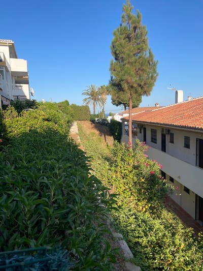 The image depicts a sunny outdoor scene in Mijas, Spain, with a clear blue sky overhead. On the left, a white apartment building with balconies and satellite dishes is visible. The building is partially obscured by lush green foliage. In the center of the image, a tall pine tree stands prominently, with its branches reaching towards the sky. To the right of the pine tree is another building with a terracotta tiled roof and white walls. This building appears to be a complex with multiple windows and doors, suggesting it could be residential or commercial. A pathway with concrete steps ascends the sloped ground between the buildings, flanked by dense vegetation, including flowering bushes with pink blossoms. Palm trees are visible in the background, adding to the Mediterranean ambiance. The scene suggests a residential area with well-maintained landscaping. There are no people or animals present in the image.