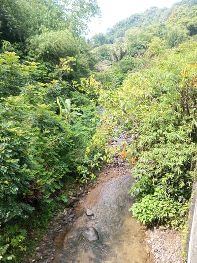 A small stream flows through a lush green valley. Trees and various plants densely cover the valley sides. The stream is shallow, with rocks and pebbles visible along its bed. The overall scene captures a vibrant natural environment, possibly from a high vantage point like a bridge overlooking the river.