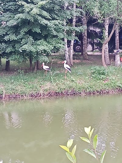 The image depicts a natural scene with a body of water in the foreground and a wooded area in the background. Two storks, identifiable by their white bodies, black wings, and red beaks, are standing on the grassy bank of the water. The environment appears to be a park or a rural area, with trees and vegetation surrounding the water. The lighting suggests it is daytime. The image does not provide any information about the city of Panino, Russia.