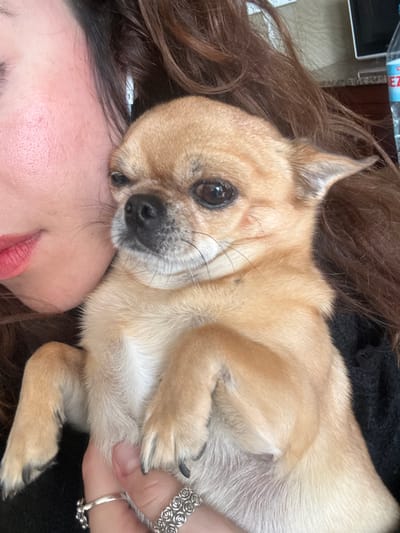 The image depicts a close-up, indoor scene featuring a person holding a small dog. The specific location within Alcoy/Alcoi, Spain, cannot be confirmed from the visual information provided.
A person with light skin, reddish lips, and long brown hair is partially visible on the left side of the frame. Their left hand, adorned with a plain silver ring and a wider silver ring featuring a rose pattern on the ring finger, cradles a small, fawn-colored Chihuahua dog. The dog has short, light brown fur, dark eyes, a small black nose, and visible whiskers. Its small ears are slightly perked, and its front paws are bent upwards. Black claws are visible on its paws. The dog appears calm and is looking slightly towards the right of the frame, held securely by the person. In the blurred background to the right, a portion of a water bottle with a red cap and text resembling "BEZA" or "BEZO" is visible, alongside what appears to be a dark surface, possibly furniture or a counter. The lighting suggests an ambient indoor environment.
