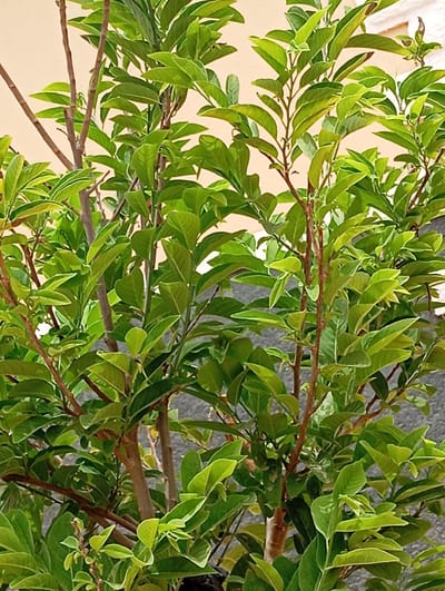 The image shows a leafy, green shrub or small tree with brown branches, likely growing outdoors. The background consists of a light tan wall and a gray surface, possibly concrete or asphalt. The image was taken during daylight hours. The location appears to be Damaturu Central, Nigeria. There are no people visible in the image. The primary subjects are the plant and its immediate environment.