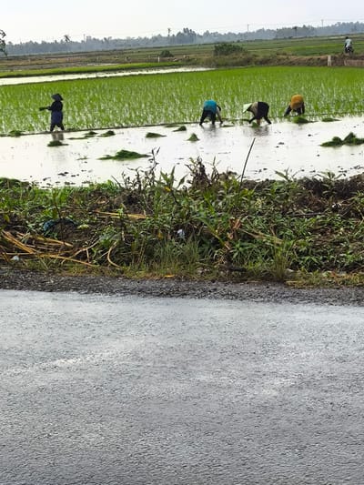 In Rayeuknaleung, Indonesia, four farmers are working in a flooded rice paddy. The farmers are planting rice seedlings. One farmer, wearing a dark blue shirt and a conical hat, is standing and holding a bundle of seedlings. Three other farmers are bent over in the water, planting seedlings. The rice paddy is surrounded by lush green vegetation and trees in the background. A paved road runs along the bottom of the image. The sky is overcast.