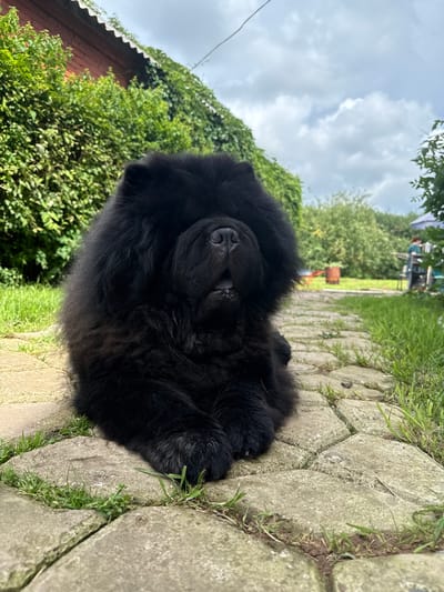 In Хохряки, Russia, a black Chow Chow dog with thick fur is lying on a stone pathway. The dog is positioned in the foreground, facing the camera with its head slightly turned. The pathway is made of rectangular, light-colored stones, with patches of green grass growing in between them. Behind the dog, a dense green bush covers the side of a red building with a corrugated roof. In the background, more greenery and trees are visible, along with a cloudy sky. Further in the distance, a few blurred figures and objects suggest an outdoor yard or garden area.