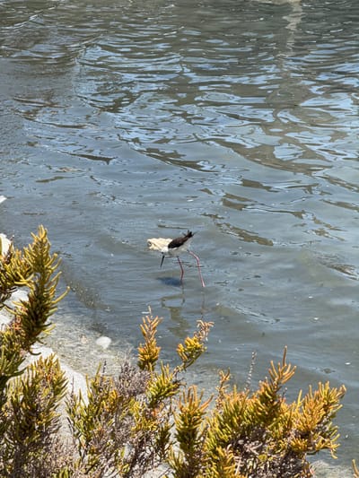 A Black-winged Stilt is foraging in the shallow, murky waters of the salt flats of the Regional Park of San Pedro del Pinatar, Spain. The bird, characterized by its long red legs, black and white plumage, and thin black beak, is partially submerged, its legs disappearing into the water. It appears to be looking down, possibly searching for food. In the foreground, bushy, green and yellow coastal shrubs with small, elongated leaves are visible, with their branches reaching towards the water's edge. The water surface is rippled, reflecting the bright daylight sky. The environment suggests a coastal wetland or saline lagoon habitat, common in the protected area of San Pedro del Pinatar, known for its diverse birdlife. There are no people visible in the scene. A piece of light-colored debris, possibly plastic, is floating near the bird.