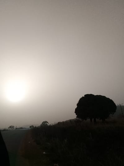 This image depicts an outdoor landscape in Mangu Halle, Nigeria, at either dawn or dusk, characterized by a pervasive haze. A bright, diffused light source, consistent with the sun, is prominent in the lower-left sky quadrant, casting the foreground and midground into silhouette. The upper two-thirds of the frame consists of a hazy sky transitioning from bright white near the light source to a light gray. A large, dark, rounded tree with dense foliage stands prominently in the mid-right. Smaller, less distinct trees are visible in the distant background on the left. A dark, unpaved road or path runs along the lower-left foreground, receding into the hazy distance. The ground is covered with dark, dry vegetation or tall grass. A utility pole with cross-arms is partially discernible on the far right, behind the prominent tree. No human figures or specific activities are present.