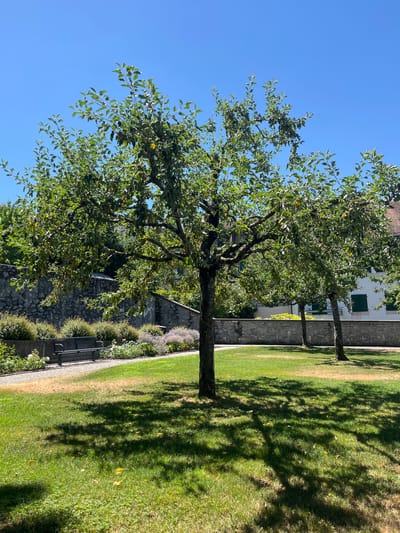 The image depicts a tranquil garden scene in Cologny, Switzerland. The primary subjects are several trees with lush green foliage, casting dappled shadows on a well-maintained lawn. The foreground is dominated by a large tree with a gnarled trunk and branches, suggesting its age. In the background, a white building with green shutters and a tiled roof is visible, hinting at a historical or institutional setting. A stone wall runs along the edge of the lawn, separating it from a pathway and more manicured greenery. A park bench is visible along the pathway, inviting rest. The sky is a clear, vibrant blue, indicating a sunny day. The time of day appears to be late morning or early afternoon, given the angle of the shadows. No people are visible in the frame, contributing to the peaceful and serene atmosphere. The overall impression is one of a beautiful, well-kept garden bathed in natural light.
