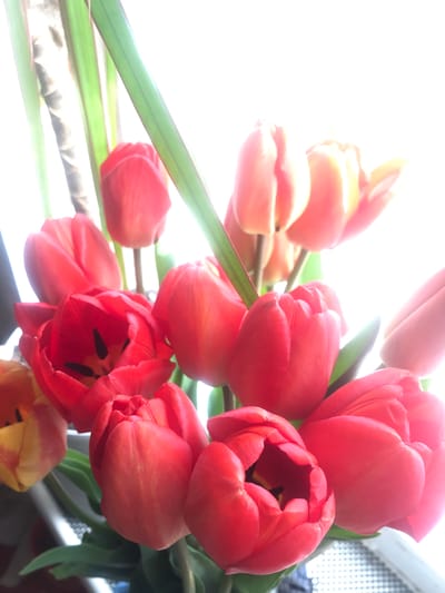 A close-up shows a bouquet of red and orange tulips, some partially open and others tightly closed. The arrangement is bathed in bright light, appearing to be near a window. The background is blurred, but a hint of a screen or patterned surface suggests the location is indoors. The tulips' stems are visible, as are some green leaves. There are no people present in the image. The image shows no sign of Rímac, Peru.