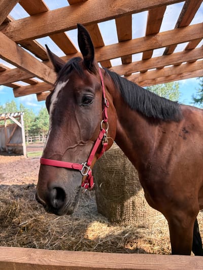 A brown horse is partially visible in the foreground of this medium-shot, eye-level photograph, taken outdoors in what appears to be a stable or paddock area. The horse, wearing a red halter, faces left and is mostly obscured by a wooden structure above and to the left, which has a corrugated roof and wooden beams. The horse's head and neck are in focus, showing its dark mane and a white blaze on its forehead. Behind the horse, to the right, a large bale of hay is visible, partially covered by straw. The background reveals a dirt ground, more straw, and a wooden fence. Further back, the outline of a wooden structure, possibly another stable or shed, is visible, along with trees and a bright blue sky. The scene is likely located in or around Vybolovo, Russia, as suggested by the outdoor setting and the presence of what seems to be a rural or agricultural environment. There are no people present in the image.