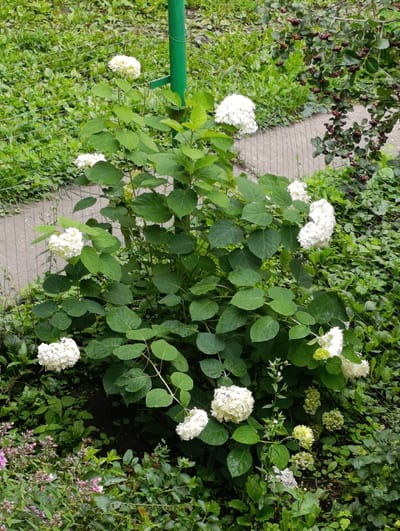 A tall, bushy hydrangea plant with numerous large, white flower clusters and abundant green leaves stands in a garden in Donskoy, Russia. The plant is situated next to a concrete path and a green metal pole. In the background, there is a dense green ground cover with a chain-link fence running horizontally. To the right of the hydrangea, there is a bush with dark berries. The overall scene depicts an outdoor setting with various types of vegetation.