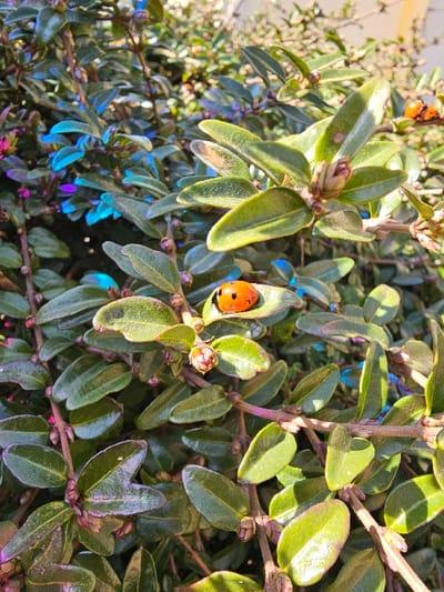 A close-up, top-down view captures a single, vibrant orange ladybug with prominent black spots, positioned stationary on a green leaf. The insect is situated on a dense bush or shrub characterized by numerous small, ovate, dark green leaves, some exhibiting lighter green variegation and reflective highlights. Several reddish-brown flower buds are visible on the slender branches interspersed among the foliage. Blue and purple chromatic aberrations or reflections are present on some leaves in the midground and background. A second, less distinct orange ladybug is discernible in the upper right background among the out-of-focus leaves. The scene is illuminated by direct sunlight, which creates bright reflections on the leaves and the ladybug's carapace. This image was captured in the city of Donchevo, Bulgaria.