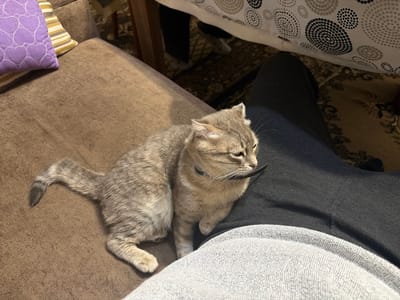 A medium shot shows a gray tabby cat with a dark collar sitting on a brown couch. The cat is resting partially on a person's lap. The person is wearing dark gray pants and a light gray sweatshirt. A lavender heart-patterned pillow is visible in the upper left corner, along with a striped pillow. A table with a white patterned tablecloth is visible in the background. The location is presumed to be inside a home in Novxanı, Azerbaijan.