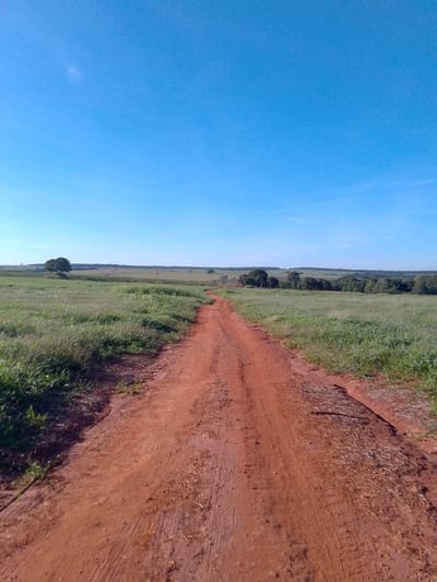 The image captures a dirt road stretching into a vast, open landscape under a clear blue sky. The road, composed of reddish-brown soil, shows tire tracks and scattered dry vegetation. To the left and right of the road, extensive fields of green grass and low-lying vegetation extend towards the horizon. In the distance, a line of trees forms a dark green border against the lighter green of the fields. A single, large tree stands prominently in the left mid-ground, with a few smaller trees visible further back. The environment suggests a rural or agricultural area in the city of São Gabriel Do Oeste, Brazil, characterized by open fields and a simple dirt path. No people or animals are visible in the scene.