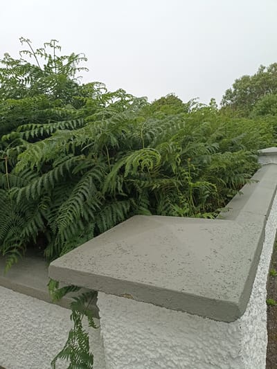 This image shows a close-up view of a concrete wall topped with a decorative coping in Annagry West, Ireland. The wall is textured white, and the coping is painted a light gray with visible chipping. Lush green ferns grow abundantly behind and over the wall, some fronds spilling onto the coping. The background consists of more greenery and a hazy sky, suggesting an overcast day.