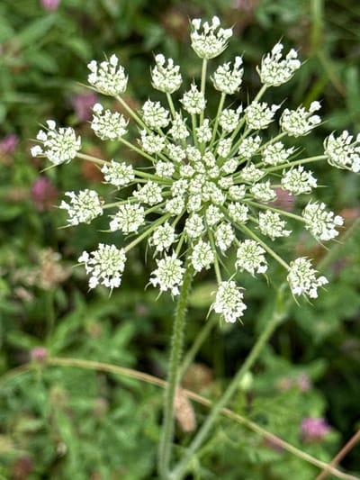 An inflorescence of Queen Anne's Lace, also known as Daucus carota, is centrally located in the frame. The flower head is a compound umbel, composed of numerous small white flowers arranged in a complex, flattened cluster. The stem is visible extending downwards, appearing green and slightly fuzzy. The background consists of out-of-focus green foliage and hints of pink blossoms, suggesting a natural, outdoor environment. The image was captured in Kołczewo, Poland.