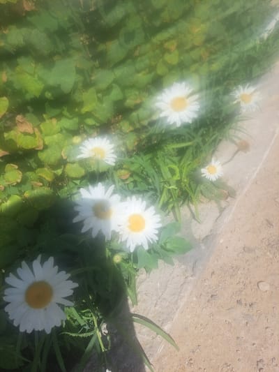 The image captures a cluster of white daisies with yellow centers, interspersed with green foliage and a light-colored concrete border. The scene appears to be outdoors, possibly in a garden or park setting within Zarafshan City, Uzbekistan, given the context. The lighting suggests it is daytime, with some areas of the image appearing overexposed due to bright sunlight. No people are visible in the frame. The focus is on the flowers and the natural elements surrounding them.