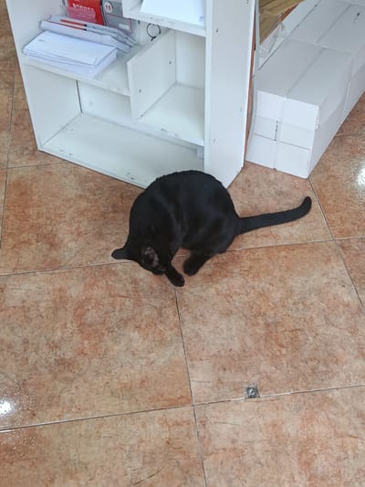 A black cat is lying on its side on a tiled floor, with its head lowered. The cat's tail is extended to the right. To the left of the cat is a white shelving unit with papers and boxes stacked on its shelves. To the right of the cat are stacked white cardboard boxes. The floor is tiled with a light brown, marble-like pattern. The scene appears to be indoors, possibly in a storage area or office. The location is identified as Águilas, Spain.