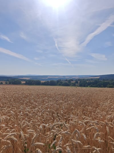 This is a photograph of a ripe wheat field in Reckenroth, Germany. The image is taken from a low angle, looking across the field towards a distant landscape under a bright, sunny sky with scattered cirrus clouds. The wheat stalks are golden brown and densely packed, filling the foreground and mid-ground of the image. The stalks are varying in height, with some slightly taller than others, and they are all oriented in the same general direction, suggesting a gentle breeze.

In the background, a line of trees forms a dark green barrier, with some lighter green foliage interspersed. Beyond the trees, rolling hills are visible, their slopes softened by distance and a light haze. The furthest hills are muted in color, appearing as faint blue and grey shapes against the horizon. The sky is a clear, pale blue, with the sun appearing as a bright, washed-out orb near the top of the frame, casting a lens flare. Several wispy white contrails from airplanes are visible in the sky, adding a dynamic element. There are no people or animals visible in the scene. The overall impression is one of a peaceful rural landscape on a warm, clear day.