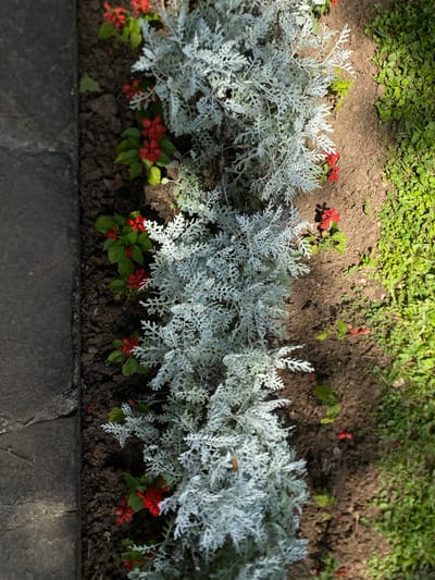 This is an overhead, close-up shot of a garden bed in Niš, Serbia. The garden bed is bordered on the left by a dark gray, textured stone wall and on the right by a patch of bright green grass. In the center of the frame, a row of plants with silvery, fern-like foliage runs diagonally from the top left to the bottom right. Interspersed among the silver foliage are small, bright red flowers with green leaves. The soil in the garden bed is dark brown and appears slightly damp. The sunlight casts dappled shadows across the scene, highlighting the textures of the plants and the ground. There are no people or animals visible in the image.