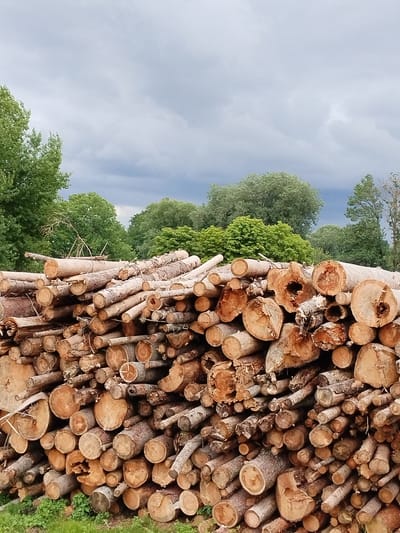 The image shows a large, uneven pile of cut logs, primarily of pine and possibly spruce, stacked outdoors. The logs vary in diameter and length, with many showing rough, bark-covered exteriors and freshly cut, circular ends revealing distinct growth rings and some with hollow cores. The pile dominates the foreground, extending from the bottom edge of the frame upwards and across. Behind the logs, a dense line of various deciduous and coniferous trees forms a backdrop, with their green foliage contrasting with the brown and tan tones of the wood. The sky above is overcast, with heavy, dark grey clouds that suggest impending rain or a storm. The scene appears to be in a rural or wooded area. There are no people or animals visible in the image. The context suggests a logging site or a storage area for timber. The location is identified as Вароніцкі сельскі Савет, Belarus.