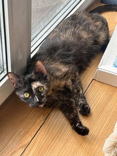The media file shows a tortoiseshell cat lying on its back on a light brown wooden floor. The cat has green eyes and its fur is a mix of black, brown, and gold. Its paws are extended upwards, with one paw slightly curled. The cat is positioned near a white frame and a silver sliding door or window. A corner of a white cardboard box with a blue and white design is visible at the top left of the image. The scene appears to be indoors, likely in a home setting. The lighting suggests it is daytime. The cat's relaxed pose and upward-facing body convey a sense of comfort and playfulness. No visible text is present in the image. The context provided is Ozerki, Russia.