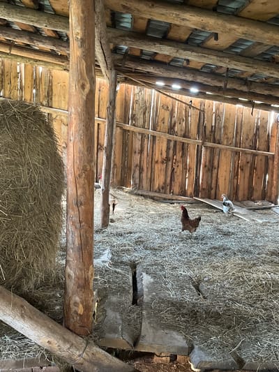 This image depicts the interior of a rustic barn in Большой Гондыр, Russia, likely a farm or rural dwelling. The structure is built primarily from unfinished wood, with vertical planks forming the walls and rough-hewn logs serving as structural supports. Sunlight streams through gaps in the roofing and walls, illuminating the dusty interior. A large bale of hay is visible on the left side of the frame. The floor is covered with a thick layer of straw or dried grass. Two chickens are present: one is a reddish-brown hen in the foreground, and another is a white and grey chicken further back, standing on a wooden plank. The overall impression is one of a simple, functional agricultural space.