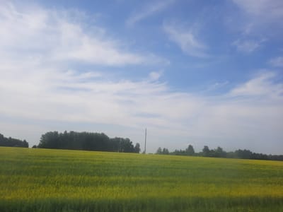 A wide shot captures a vast, yellow-flowered field under a blue sky with wispy white clouds. A dense line of dark green trees forms the horizon, with a single, tall, utility pole standing prominently in the middle distance within the field. The scene appears to be a rural landscape.