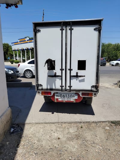 A black goat's head emerges from a square opening in the side of a white truck box on a sunny day in Shofirkon, Uzbekistan. The truck is parked on a paved area next to a sidewalk. A white sedan and a black car are parked behind the truck. In the background, a building with arched columns and the words "SHOFIRKON" and "VODIYVA STROYMAT HOGH" are visible. Overhead power lines crisscross the blue sky. The ground is a mix of pavement and gravel.
