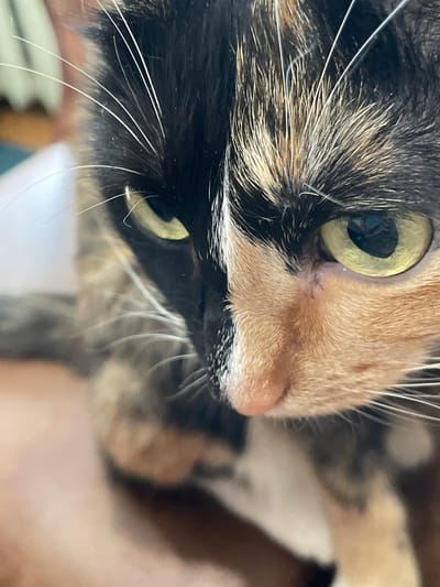 The image is a close-up, low-angle shot of a calico cat's face. The cat's fur is a mix of black, orange, and white. The left side of the cat's face, which is mostly black, shows a green eye with a dilated pupil. The right side of the cat's face, with orange and white fur, displays a lighter green eye, also with a dilated pupil. The cat's whiskers are long and white. The background is blurred, with hints of indoor furniture and a light-colored surface. There is no discernible information in the image to suggest a location in Kirovo-Chepetsk, Russia, or any specific human presence or action. The image focuses solely on the cat's face.
