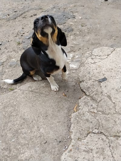 A tri-colored dog with black, white, and tan markings is sitting on a cracked concrete surface. The dog is looking upwards with its head tilted back. Its front paws are extended slightly forward, and its hindquarters are closer to the ground. A thin, white-tipped tail extends to the left. The background consists of grey gravel and broken concrete. The scene appears to be outdoors in an urban or semi-urban environment.