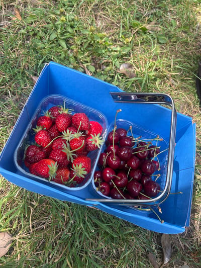 In Rother, United Kingdom, two clear plastic containers are placed inside a blue cardboard box. The container on the left is filled with fresh strawberries, and the container on the right is filled with fresh cherries. Both containers have metallic handles attached to them, which hook over the sides of the blue box. The box and its contents are situated on a patch of green grass, which is dappled with sunlight and shadow. Fallen leaves are also scattered across the grass. The scene suggests an outdoor setting, possibly a park or garden, where fruit has been recently picked or purchased. There are no people visible in the image, and no actions or interactions are taking place.