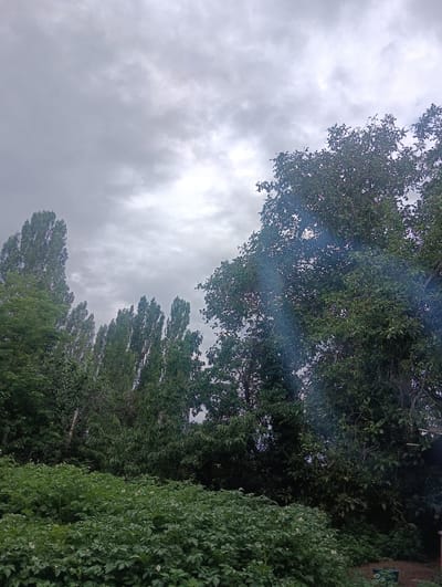 The image shows a cloudy sky over a dense green landscape of trees and potato plants. The potato plants, in the foreground, are lush and bushy with small white flowers visible. Behind them, a row of tall, slender trees stand out against the sky. To the right, a large, leafy tree dominates the frame, with a wisp of smoke or steam rising from its branches. The overall impression is of a natural scene, possibly a garden or park, under overcast weather conditions. The location is identified as Ananyevo, Kyrgyzstan. There are no people or animals visible in the image.
