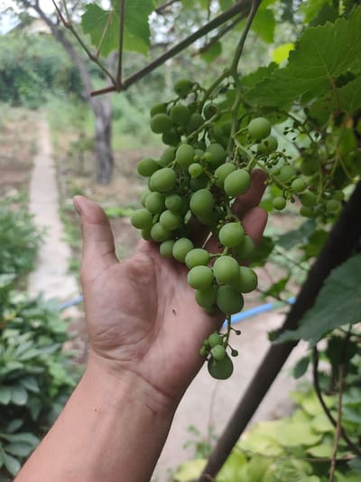 In the city of Dachi, Kazakhstan, a close-up shot captures a person's hand gently holding a cluster of unripe green grapes. The grapes are small and round, with a smooth skin, and are attached to delicate green stems. The hand, with its visible veins and a light tan skin tone, is positioned to support the weight of the grape cluster. In the background, a narrow, light-colored pathway winds through a garden. Lush green foliage fills the mid-ground and background, with leafy plants and the blurred trunk of a tree. The overall impression is one of a serene, natural setting, likely a garden or vineyard, with a focus on the developing fruit.