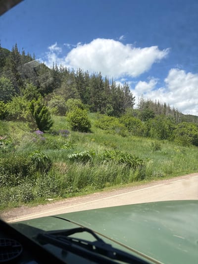 This is a full shot, taken from the perspective of a vehicle's interior, looking out at a grassy hillside dotted with purple flowers and various green shrubs and trees. The hillside slopes upwards and is covered in dense vegetation. Towards the top of the hill, a dense forest of pine trees can be seen. The sky above is a vibrant blue, with scattered white clouds. A paved road runs along the bottom right of the frame. The image appears to have been taken on a sunny day. The location is identified as being in Jermuk, Armenia.