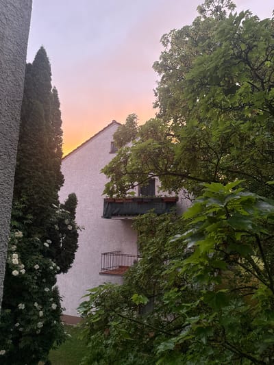 This image captures a serene outdoor scene, likely at sunset or sunrise, with a prominent focus on natural elements and a residential building. The photograph is oriented vertically (or rotated 90 degrees counter-clockwise).
In the upper and mid-sections of the frame, the lush green canopy of a large deciduous tree, possibly an oak or maple, dominates, with branches and leaves appearing wet from recent rain. Through the gaps in the foliage, the sky displays a gradient of colors, transitioning from a soft, pale lavender-grey at the top left to a warm, glowing orange-yellow on the right, indicative of either an early morning or late evening light.
Below the trees, a light-colored, possibly white or off-white, stucco building is visible. It features a reddish-brown tiled roofline on its right side. Notable architectural details include a window fitted with a dark green awning or canopy, and further down, a small balcony or window with an ornate black metal railing.
At the lower portion of the image, beneath the building, a dense line of dark evergreen hedges and green bushes with clusters of small white flowers (resembling elderflower) forms a natural border. A textured, grey concrete or stone wall occupies the very bottom of the frame, suggesting the vantage point of the photographer. The overall scene evokes a calm, tranquil atmosphere, consistent with a residential area in Idstein, Germany, after rainfall. No human activity or visible text is present.