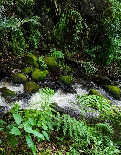 The image depicts a lush, green forest scene with a stream flowing through it. The stream is partially obstructed by moss-covered rocks. Dense vegetation, including ferns and vines, covers the rocks and the ground. The overall impression is one of a natural, untouched environment. The scene is located in Sosor Dolok, Indonesia, suggesting a tropical or subtropical climate.