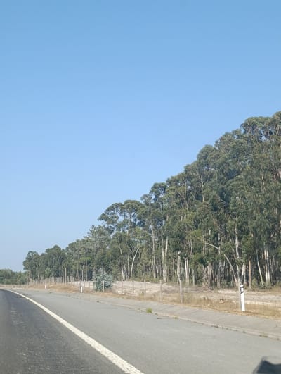 The image depicts a roadside view on a sunny day, likely near the city of Sines, Portugal. A paved road with a white line marking its edge curves to the left in the foreground. To the right of the road, a dense line of tall eucalyptus trees stretches into the distance, their green foliage contrasting with the clear blue sky. A rustic wooden fence runs along the edge of the trees, separating them from a dry, sandy embankment. Small white markers, possibly for road navigation or boundaries, are visible along the fence. The overall scene is tranquil and rural, characterized by the natural elements of the trees and sky, alongside man-made infrastructure like the road and fence. There are no people or animals visible in the frame.