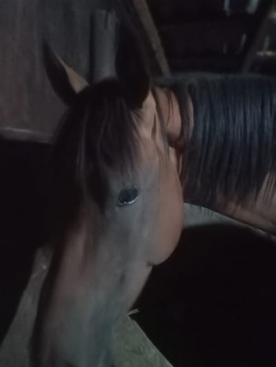 A close-up shot focuses on the head and upper neck of a brown horse within a dark stable. The horse's left eye is visible, reflecting a light source. Its mane is dark and falls over its face. The background is dimly lit and appears to be constructed of rough wood or stone, suggesting an indoor enclosure. No people are present in the image. The scene is consistent with the interior of an animal shelter or stable in a rural or semi-rural setting, such as one found in Berulu, Kyrgyzstan, where such structures are common for livestock.