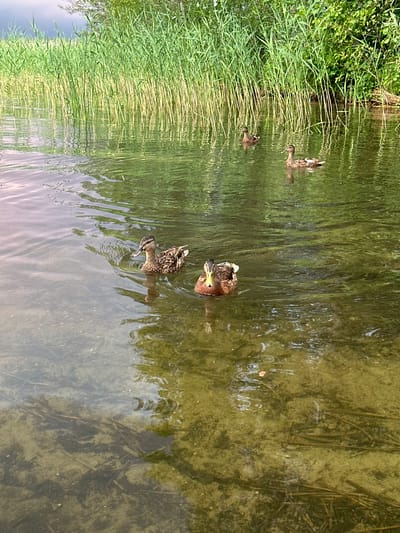In the city of Слабодкаўскі сельскі Савет, Belarus, an outdoor scene captures a body of calm water. The water's surface is mostly clear, revealing a bottom covered in sand and submerged vegetation. Reeds and dense green foliage line the far bank, reflecting on the water's surface. The scene features four ducks swimming in the water. Two ducks are in the foreground, one closer to the center and another to the right, while two more are further back, to the left and right respectively. The lighting suggests it is daytime.
